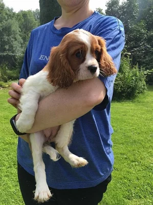 Cavalier King Charles španěl štěňata na prodej
