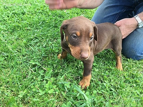 Ready Now Nádherný Doberman Pups