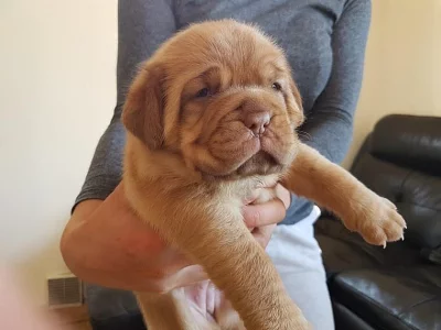 Kc Reg Dogue de Bordeaux Kočky 6 týdnů staré