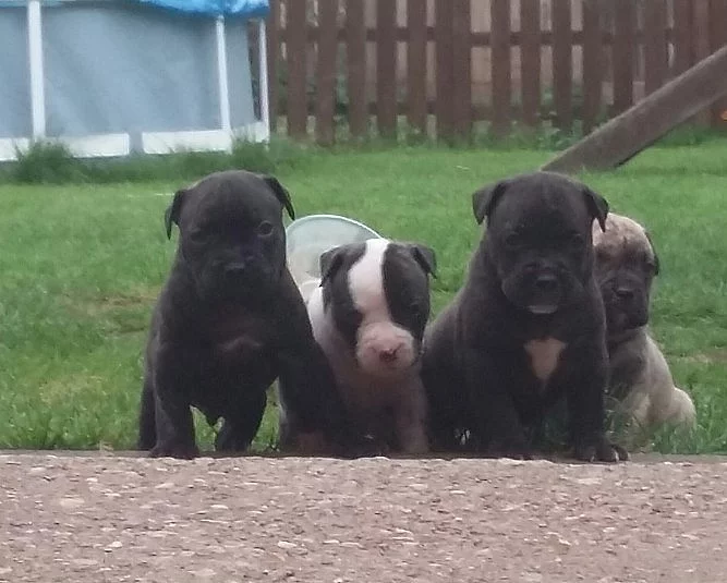 Velké krásné mastif štěňat na prodej!