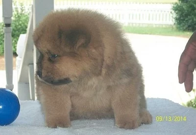 Chow Chow Ženské štěně