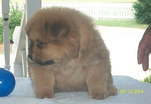 Chow Chow Ženské štěně