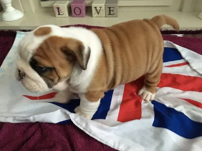 Kvalitní anglický buldok Puppys