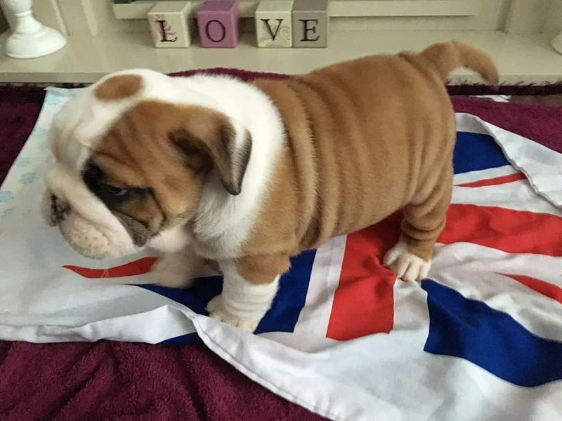 Kvalitní anglický buldok Puppys