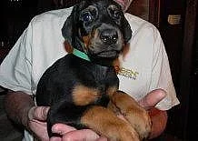 Ready Now Nádherný Doberman Pups