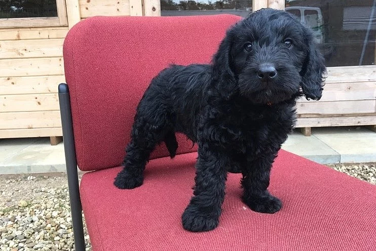 Labradoodles Na prodej
