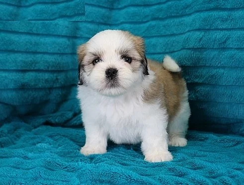 Muž Lhasa Apso Puppy Na prodej