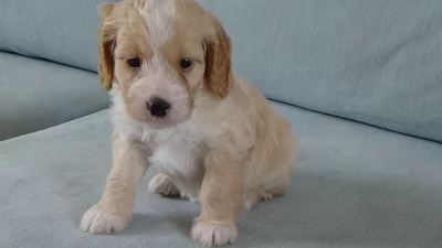 Ohromující F1 Rare Fox Red Cockapoo štěňata