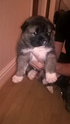 Nádherná Akita Pups