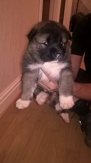 Nádherná Akita Pups