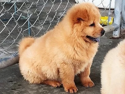 Muž Chow Chow Puppy Na prodej