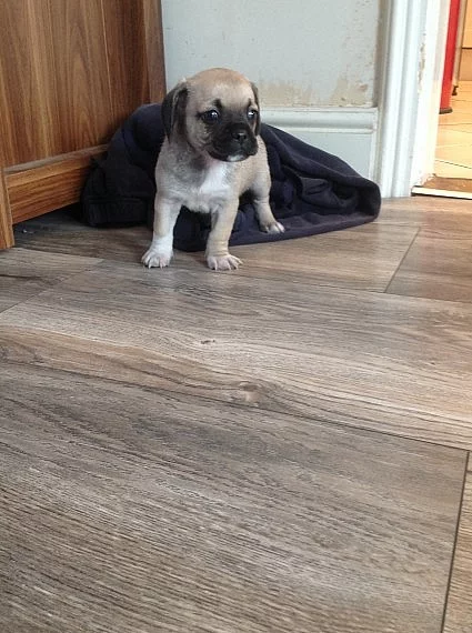 Male Brindle Chug Na prodej