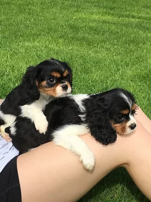 Show Type 1 Sable Cocker Spaniel Štěňata na prodej