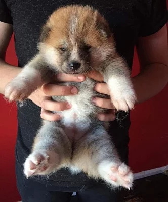 Milující a loajální japonská Akita Inu