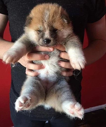 Milující a loajální japonská Akita Inu