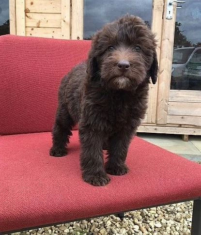 F1 miniaturní labradoodle