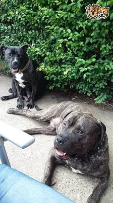 Chunky Mastiff Pups pouze 4 vlevo