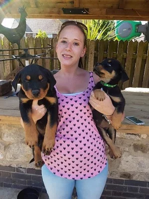 Rottweiler štěňata část vycvičená