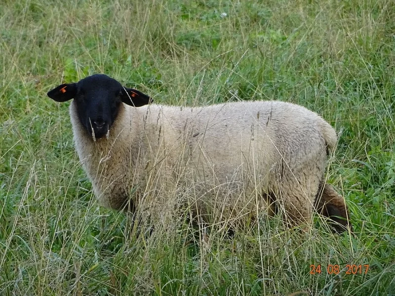 Prodám jehničky a beránky masného plemene Suffolk