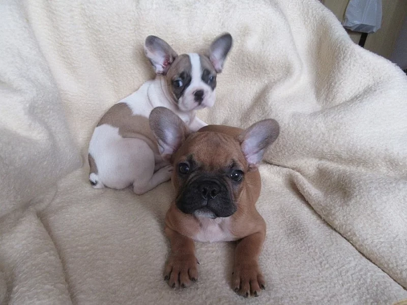 Francouzský buldoček