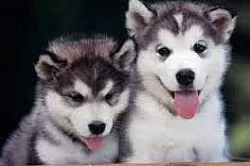 siberian huskies