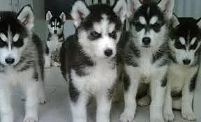 siberian huskies