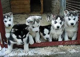 Husky štěňata.