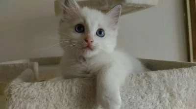 Ragdoll kocourek s PP.
