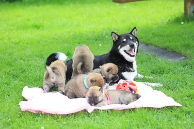 Shiba Inu Štěňátka s pp