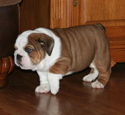 Super Adorable AKC English Bulldog