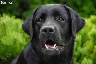 Labradorský retrívr sd PP