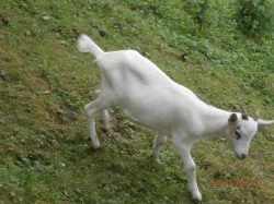 Dubnová kůzlata k prodeji