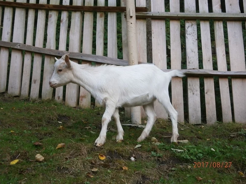 Dubnová kůzlata k prodeji
