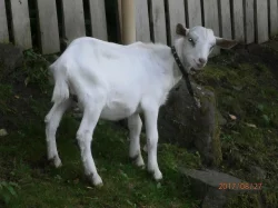Dubnová kůzlata k prodeji