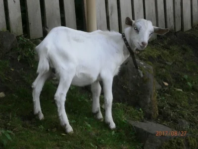 Dubnová kůzlata k prodeji