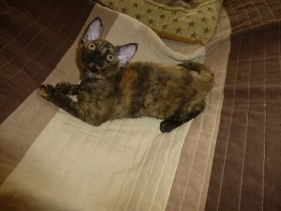 Devon Rex - koťata