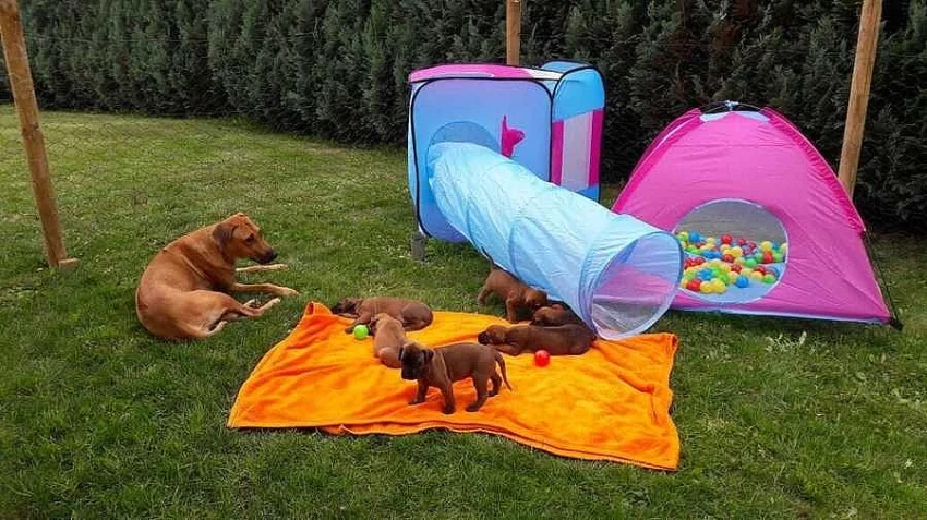 Rhodéský Ridgeback štěňata s pp