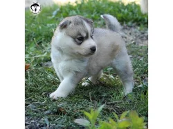 Sibiřský husky štěnátka