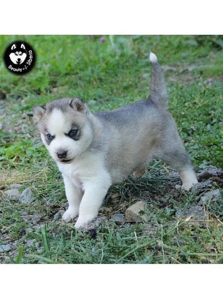 Sibiřský husky štěnátka