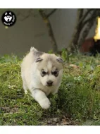 Sibiřský husky štěnátka