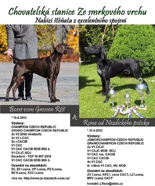 CHS Ze smrkového vrchu nabíží štěňata NKO