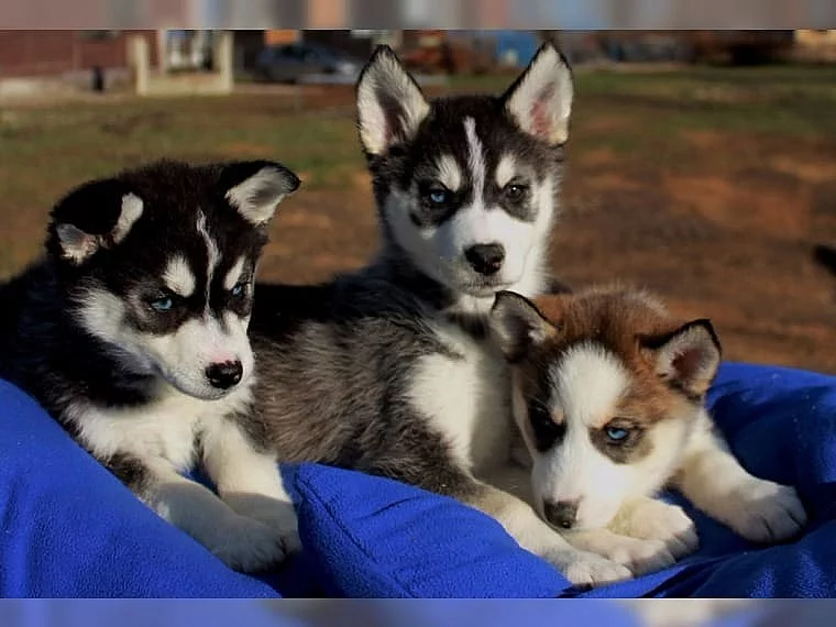 Sibiřské husky štěňata s modrými očima