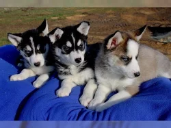 Sibiřské husky štěňata s modrými očima