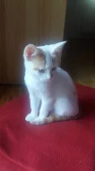 Krásná koťátka