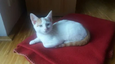 Krásná koťátka