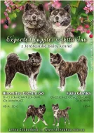 Akita Inu s PP - Japonská