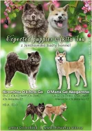 Akita Inu s PP - Japonská