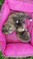 Akita Inu s PP - Japonská