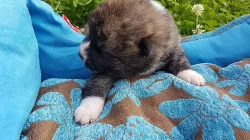 Akita Inu s PP - Japonská