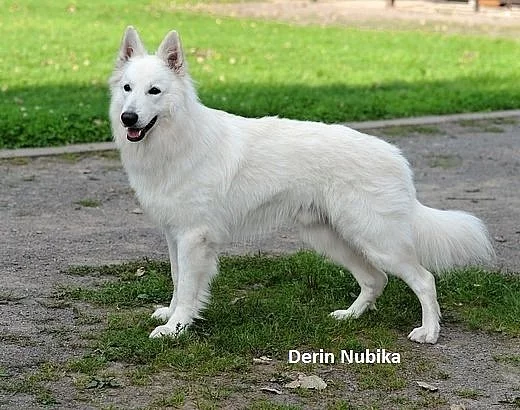 Štěnátka bíleho švýcarského ovčáka